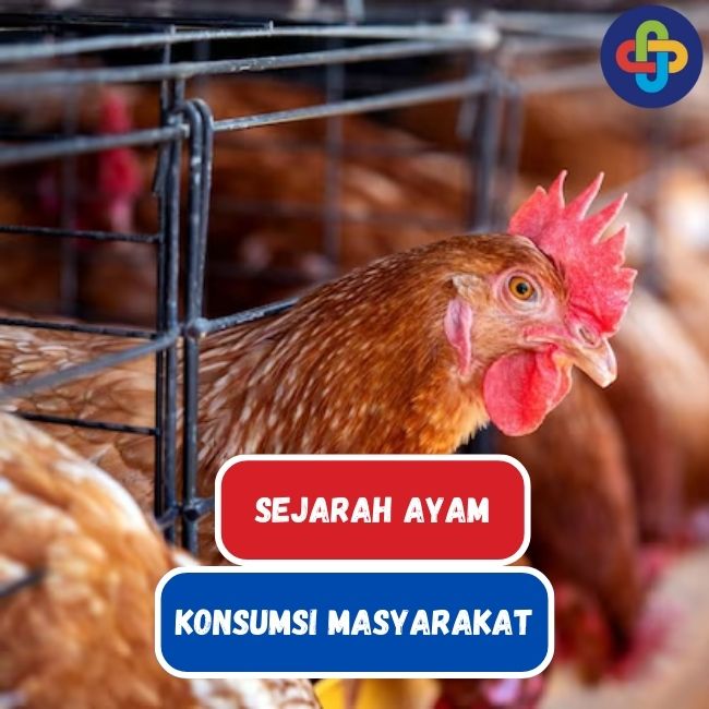 Mengenal Sejarah Panjang Ayam 